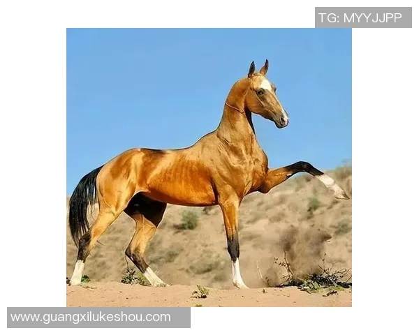 马总与马总的较量：商业智慧与领导风格的深度对比与启示